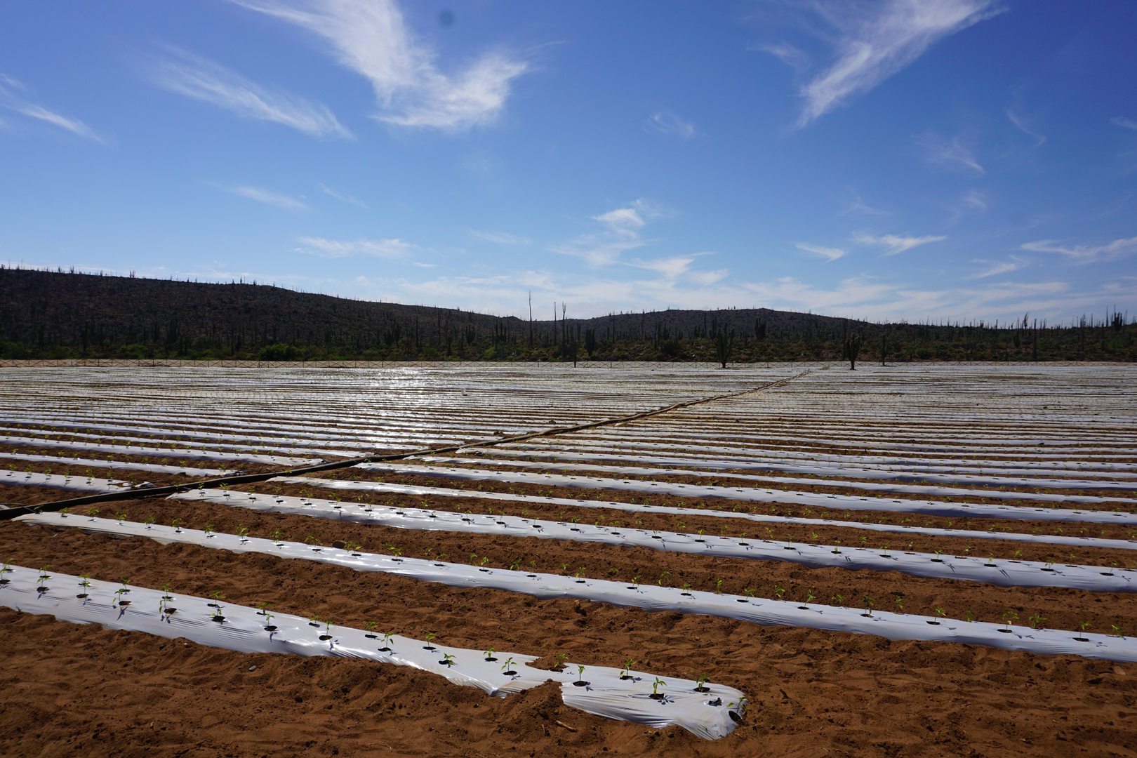 ProGreen Completes Funding For First Agriculture Operations In Baja