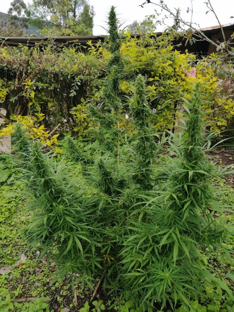 NewMediaWire Amazonas Florestal Published Historic Quarterly Results