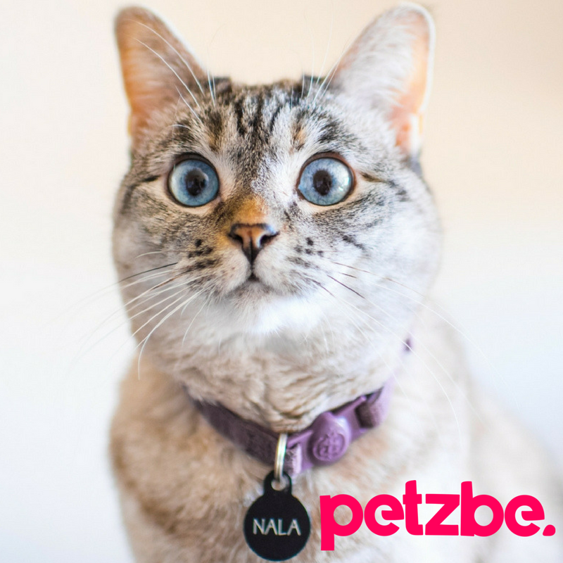 NewMediaWire | Instagram's Most Famous Feline NalaCat Joins Petzbe ...